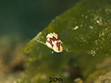 Anilao Nudibranch 154