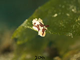 Anilao Nudibranch 155