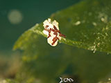 Anilao Nudibranch 157