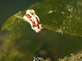 Anilao Nudibranch 158