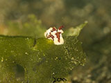 Anilao Nudibranch 160