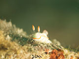 Anilao Nudibranch 162