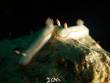 Anilao Nudibranch 163