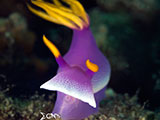 Anilao Nudibranch 165