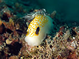 Anilao Nudibranch 166