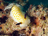 Anilao Nudibranch 167