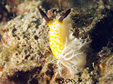 Anilao Nudibranch 168