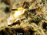 Anilao Nudibranch 169