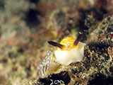 Anilao Nudibranch 170