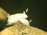 Anilao Nudibranch 172