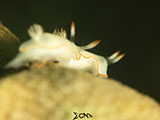 Anilao Nudibranch 173