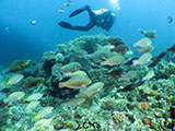 Bauan Batangas Diver with Fishes