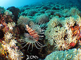 Bauan Batangas Pinnacle Lionfish