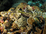 Boracay Crocodile Flathead 1