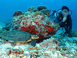 Boracay Hawksbill Turtle 1