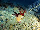 Boracay Nudibranch 4