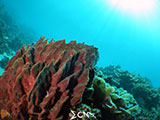 Davao Coral Garden 9