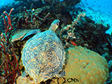 Davao Coral Garden Hawksbill Turtle 1