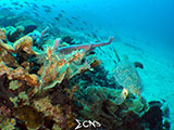 Davao Coral Garden Hawksbill Turtle 3