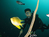 Mantangale Damsel Fish Eggs