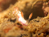 Mantangale Nudibranch 5