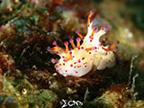 Mantangale Nudibranch 8