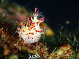 Mantangale Nudibranch 9