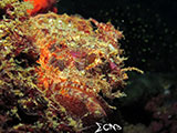 Mantangale Scorpion Fish 1