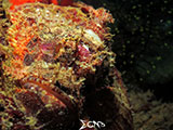 Mantangale Scorpion Fish