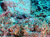 El Nido Palawan Blenny