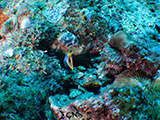 El Nido Palawan Blue Ribbon Eel 1