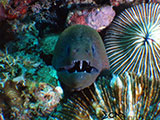 El Nido Palawan Moray Eel 1