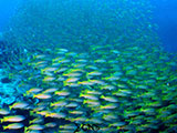 El Nido Palawan Snappers 10