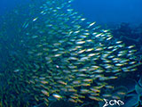 El Nido Palawan Snappers 13