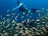 El Nido Palawan Snappers 16