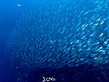 Mactan Cebu Sardine Run 39