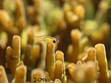 San Luis Batangas Pink Eyed Goby 1