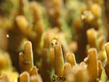 San Luis Batangas Pink Eyed Goby 2