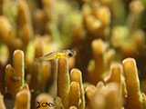 San Luis Batangas Pink Eyed Goby