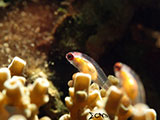 San Luis Batangas Preggy Pink Eyed Goby 2