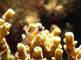 San Luis Batangas Preggy Pink Eyed Goby