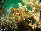 Sabang Puerto Galera Cow Fish