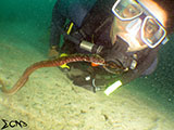 Sabang Puerto Galera Pipefish 1