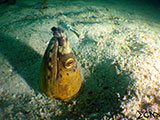 Sabang Puerto Galera Snake Eel