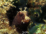 Blenny Padre Burgos Southern Leyte 1