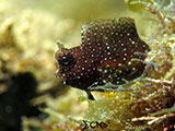 Blenny Padre Burgos Southern Leyte 3