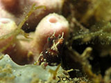 Blenny Padre Burgos Southern Leyte 4