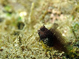 Blenny Padre Burgos Southern Leyte 6