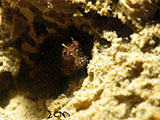 Blenny Padre Burgos Southern Leyte 8