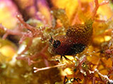 Blenny Padre Burgos Southern Leyte 9